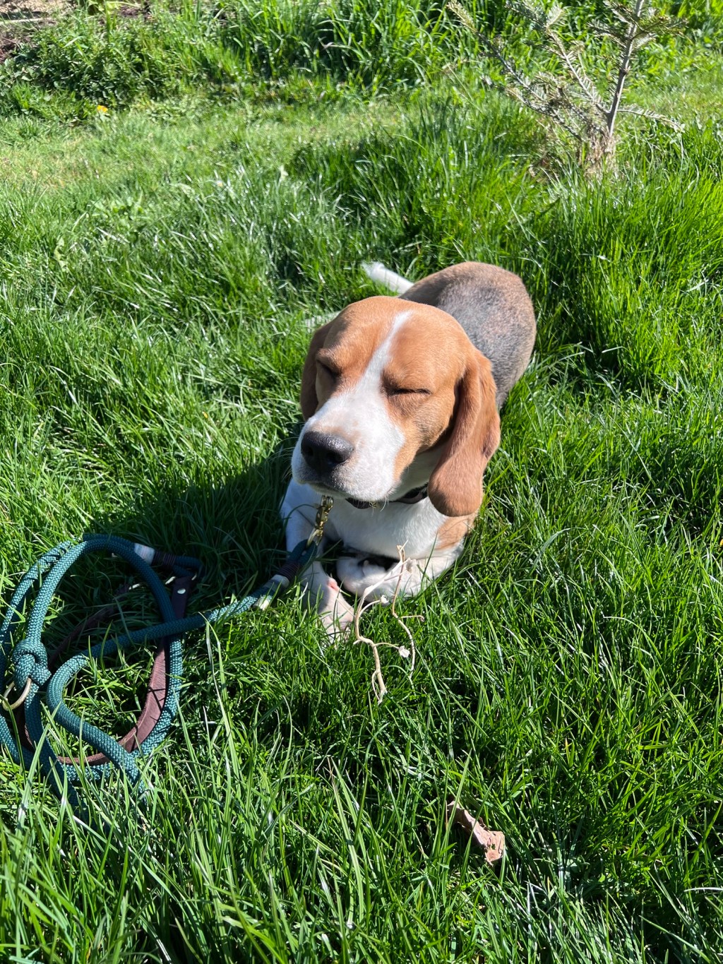 So ein feines&nbsp;Hundeleben